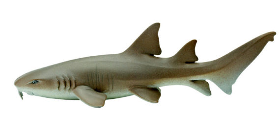 nurse shark