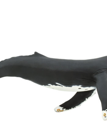 humpback whale large