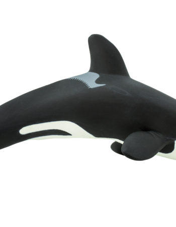 orca killer whale adult