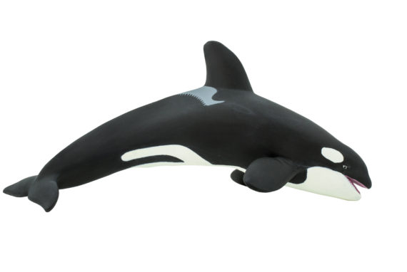 orca killer whale adult