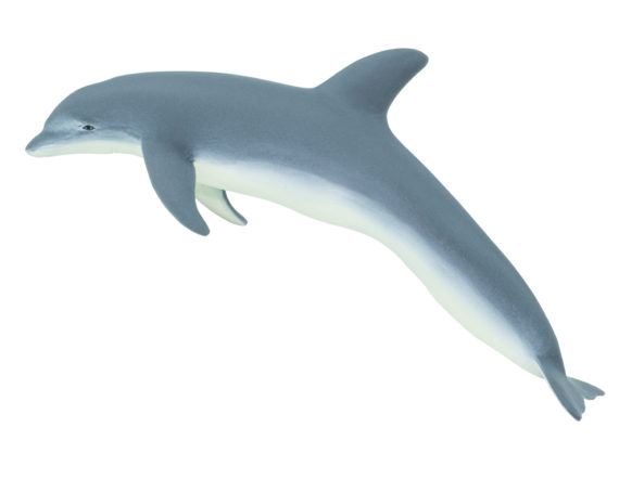 bottlenose dolphin