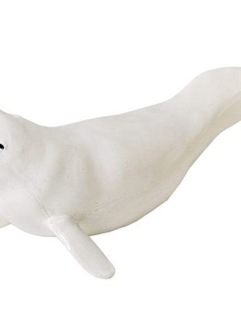 beluga whale model