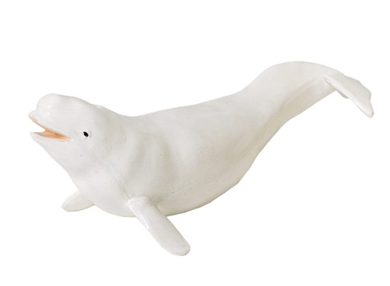 beluga whale model