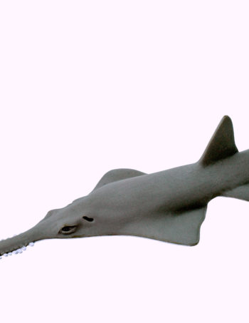 sawfish model