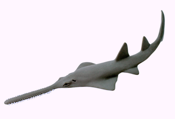 sawfish model