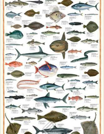 sea fish poster