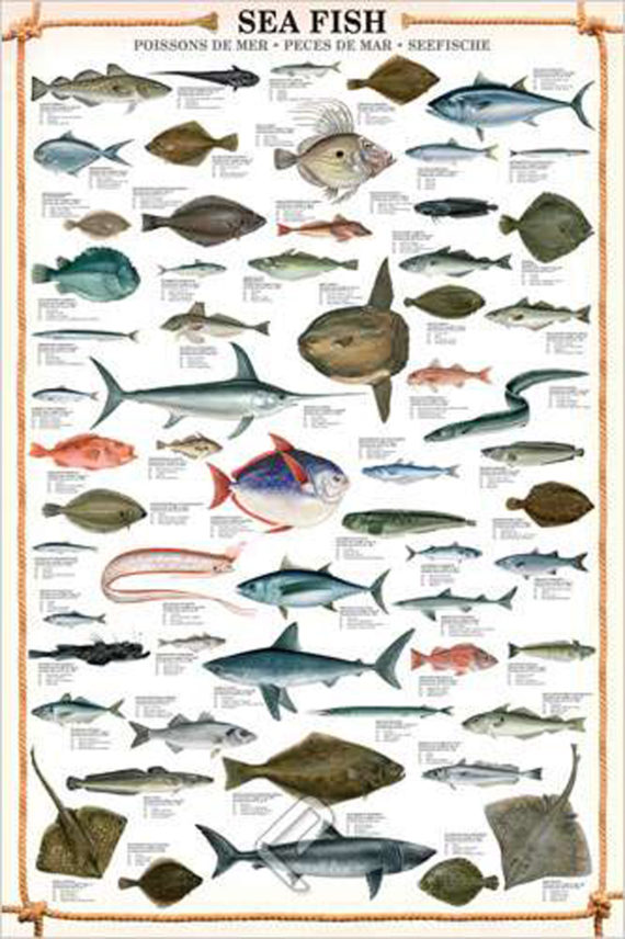 sea fish poster