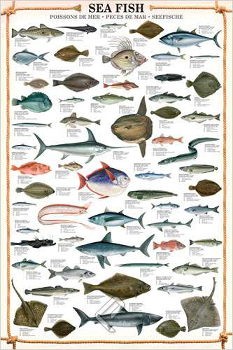 Fish Identification Poster At Noah Rankine Blog