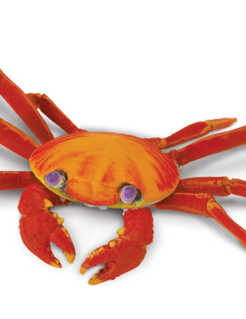 Galapagos Sally Lightfoot Crab