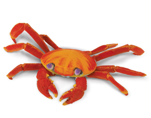 Galapagos Sally Lightfoot Crab