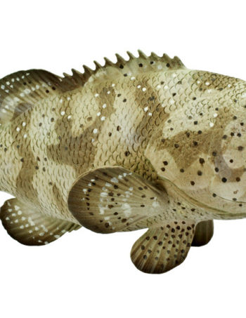 goliath grouper model