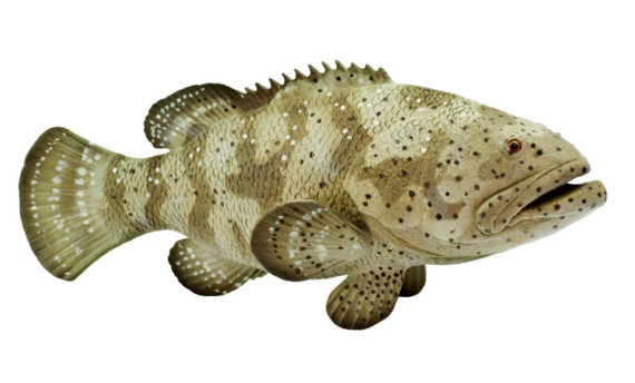 goliath grouper model