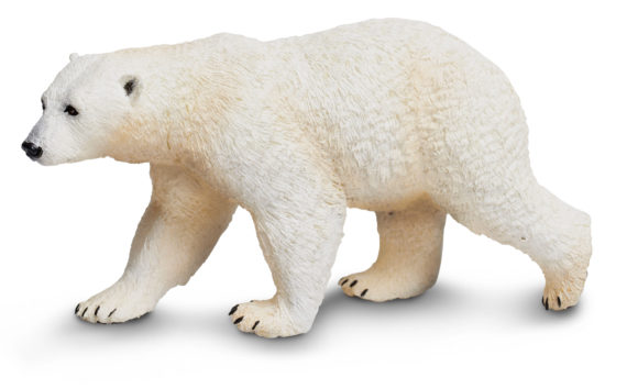 polar bear