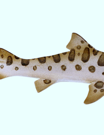 leopard shark