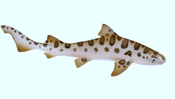 leopard shark