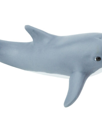 bottlenose dolphin calf