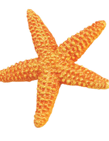 small sea star