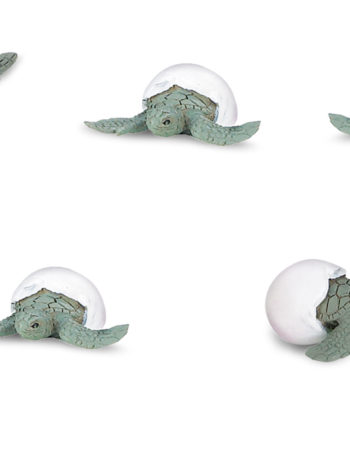 sea turtle hatchling set