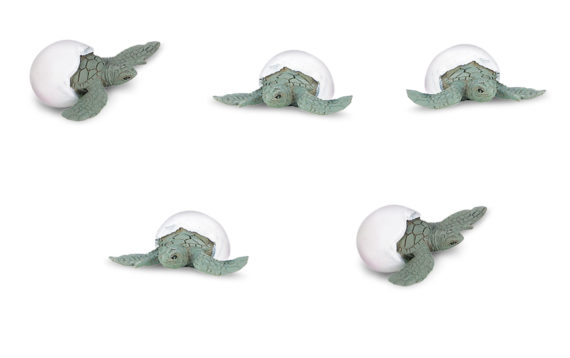 sea turtle hatchling set