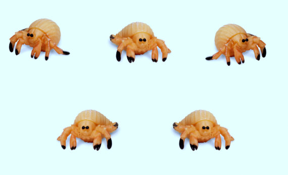 mini hermit crabs