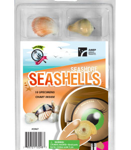 set of 10 seashells