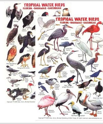 tropical water birds ID card