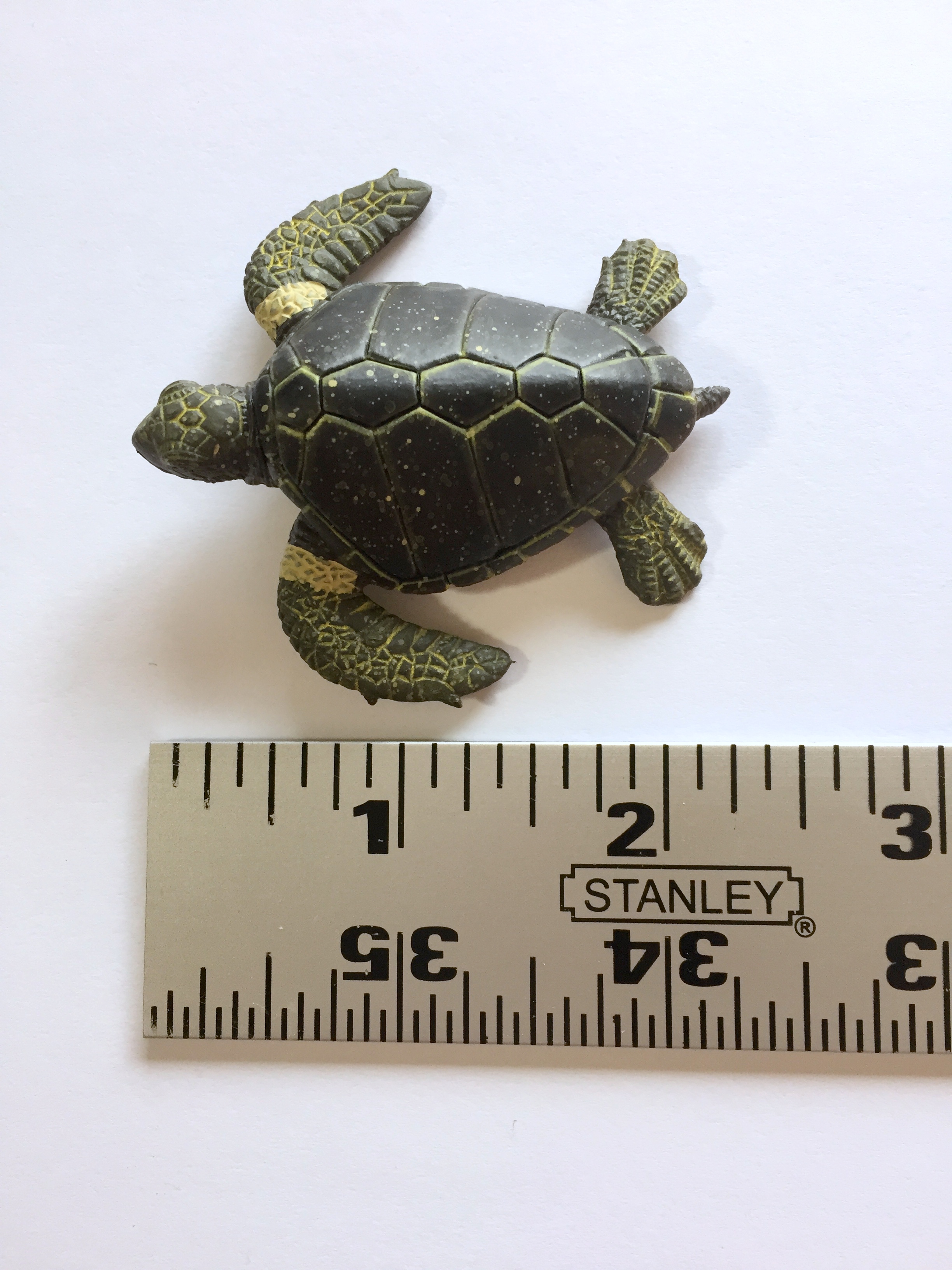 Sea Turtle Dichotomous Key Activity - What If Scientific - Leave Only ...
