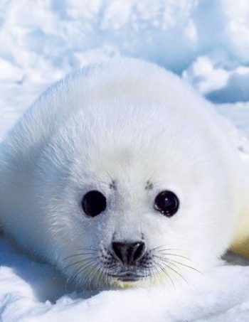 seal pup poster