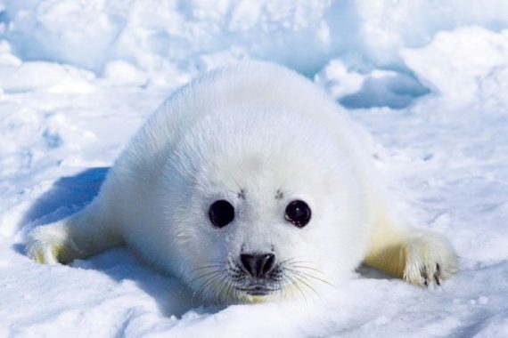 seal pup poster