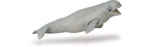 beluga whale calf model