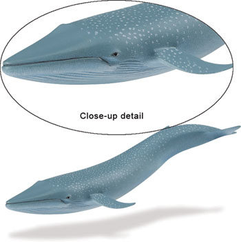 blue whale model