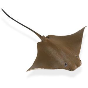 cownose ray model