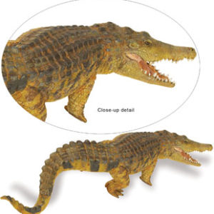 Saltwater Crocodile model