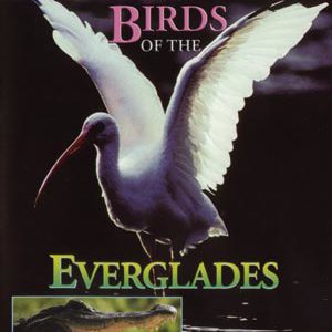 everglades birds and alligators DVD