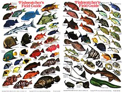 Guide to Reef Fish of Florida Mini ID Card