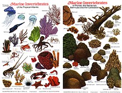 Invertebrates tropical atlantic ID