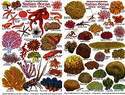 Invertebrates of the Indian Ocean ID