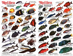 Egyptian Red Sea Mini Fish Card