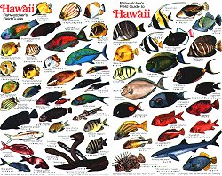 Fish of Hawaii ID card