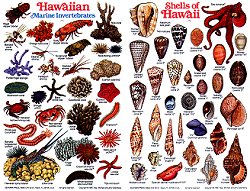 Hawaii shells ID card