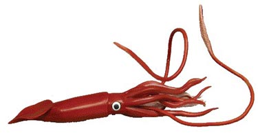 giant squid model