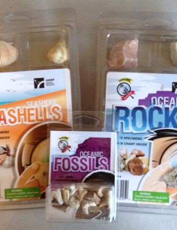 ocean rocks, fossils, seashells set