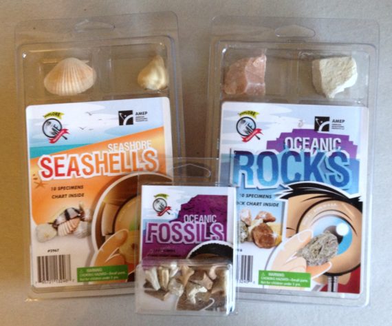 ocean rocks, fossils, seashells set