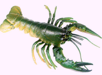 new england lobster model