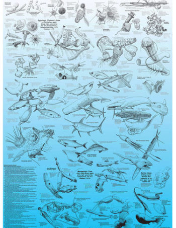 pelagic realm poster