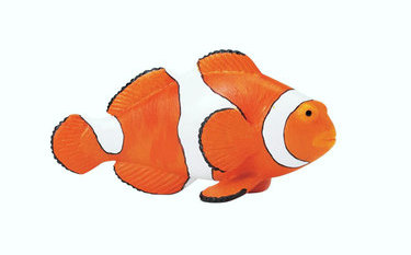 Clown Anemonefish model, 5