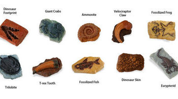 set of 10 mini fossils