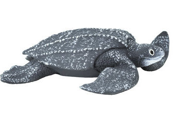 leatherback sea turtle model