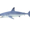 mako shark model