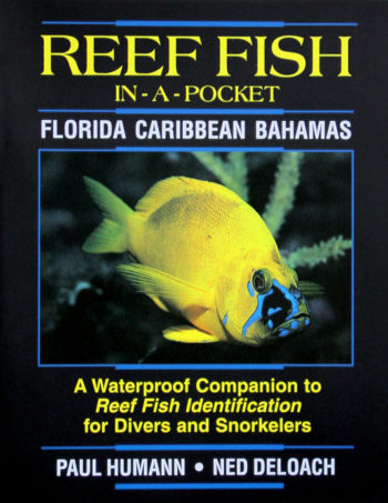 reef fish pocket guidebook